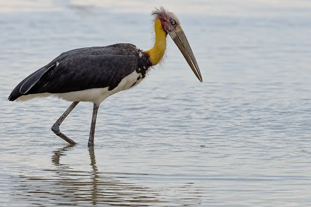 Adjutant Stork of Sundarban