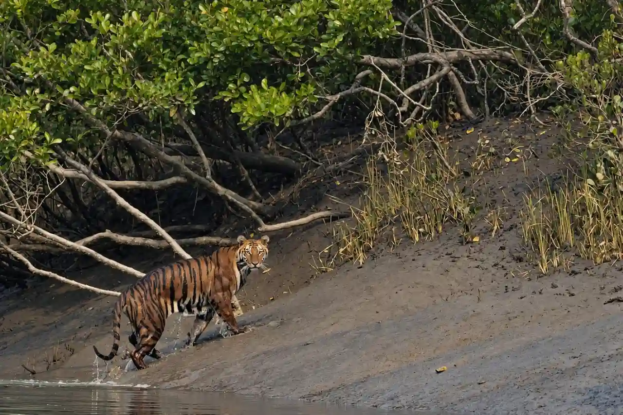 Royal Bengal Tiger moving into the jungle